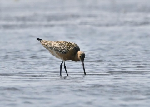 オオソリハシシギ6289