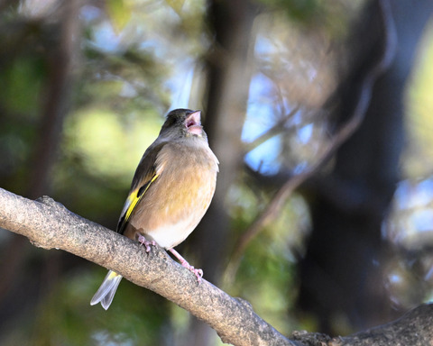 オオカワラヒワ7446