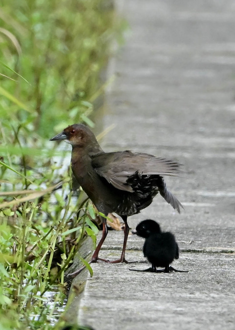 ヒクイナの親子4494