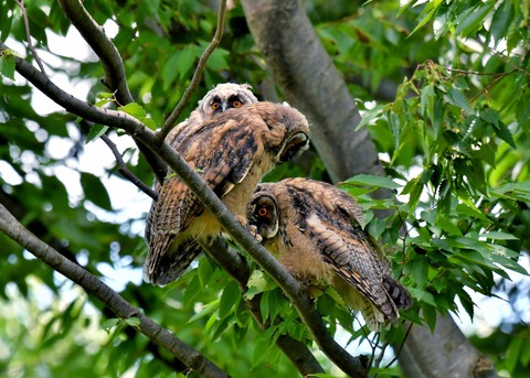 トラフズクのヒナ①②③0488 - コピー