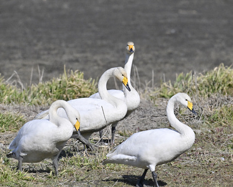 オオハクチョウ3099