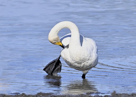 オオハクチョウ3108