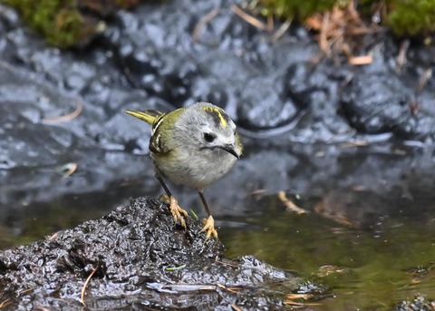 キクイタダキ♀1039