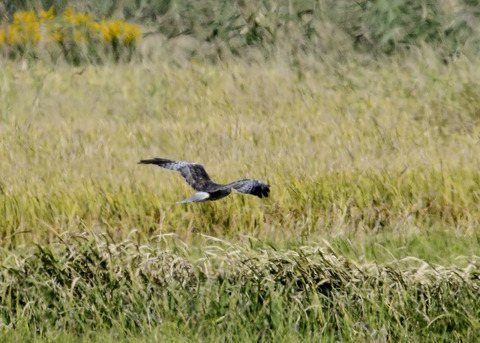 大陸型チュウヒ♂5905