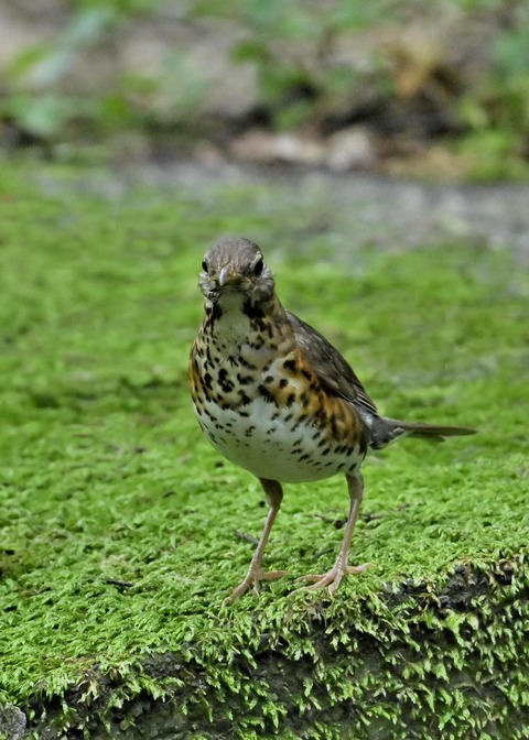 クロツグミ♀幼鳥4881