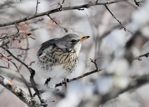 ノハラツグミ3550