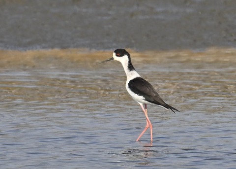 セイタカシギ♂3506