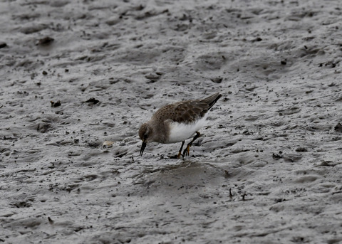 オジロトウネン3649