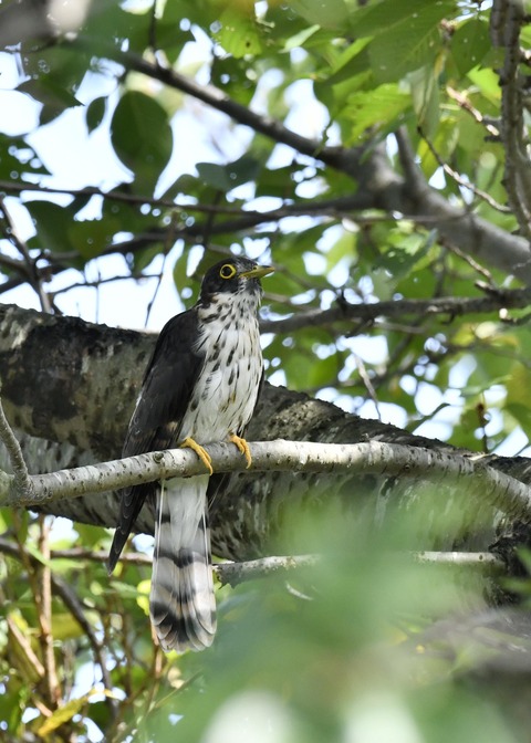 ジュウイチ幼鳥2889