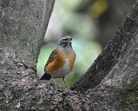 マミチャジナイ2660