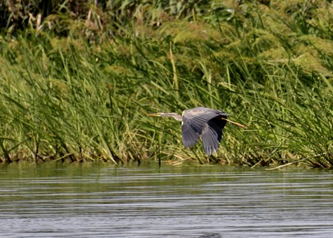 ムラサキサギ6629