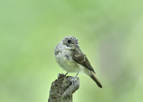 キビタキ幼鳥3551