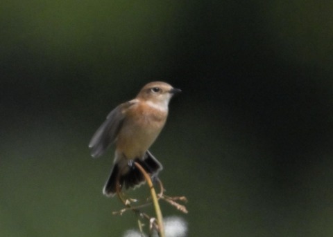 ノビタキ♀1901