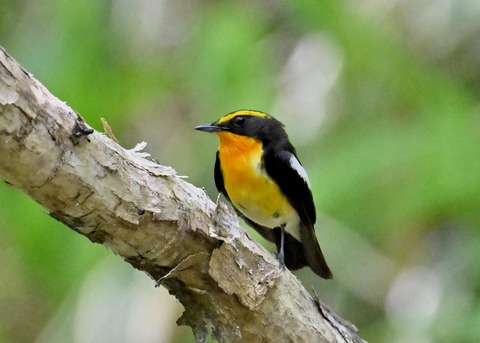 キビタキ成鳥♂6024