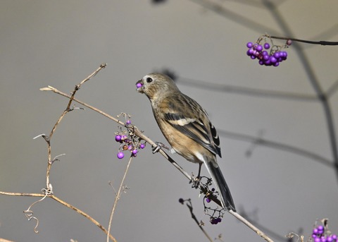 ベニマシコ♀1023
