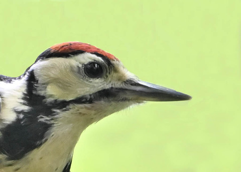 アカゲラ幼鳥1001