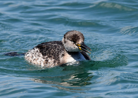 ｱｶｴﾘｶｲﾂﾌﾞﾘ7026