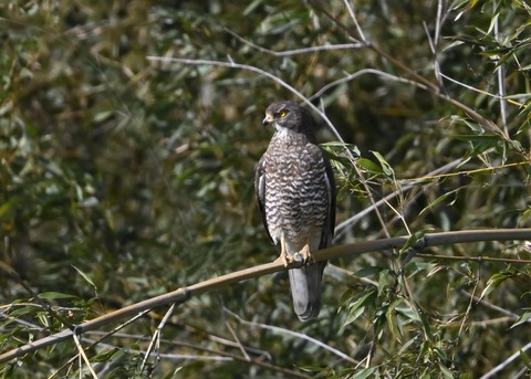 サシバ♀9651