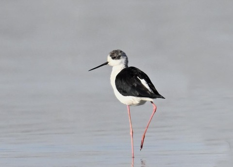 セイタカシギ6513