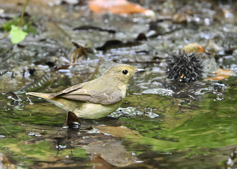 オオルリ♀1778