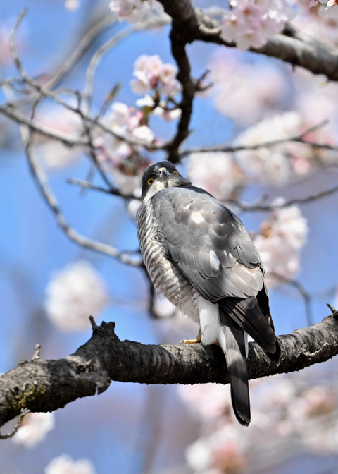 ツミ♀0139