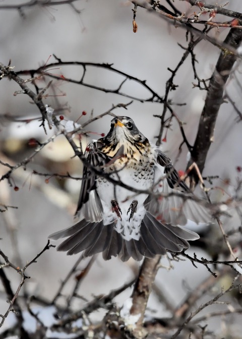 ノハラツグミ4094