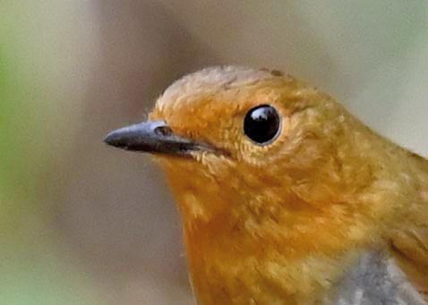 コマドリ♀8000(8209)