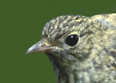 キビタキ幼鳥1000