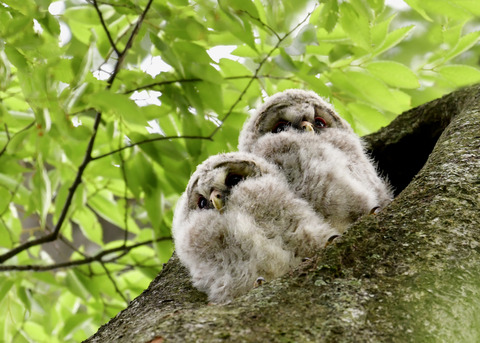 フクロウのヒナ①②4312