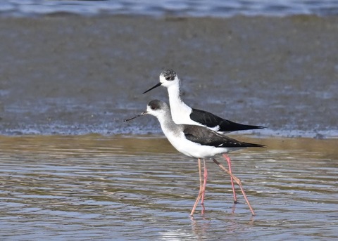 セイタカシギ♂3525