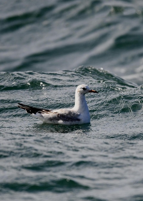 ユリカモメ1W4462