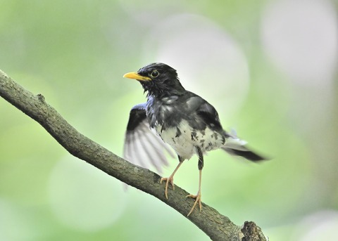 クロツグミ♂0369