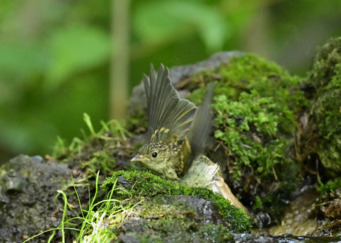 キビタキ幼鳥0910