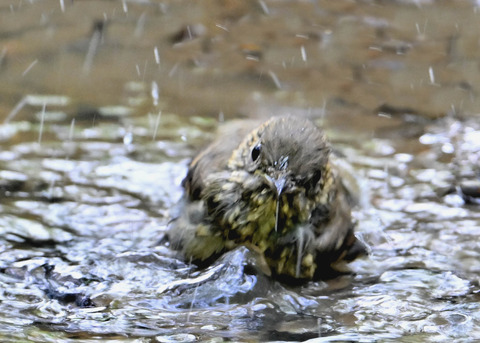 オオルリ♀幼鳥1079