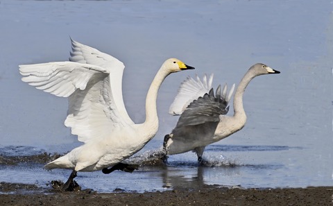 オオハクチョウ3203