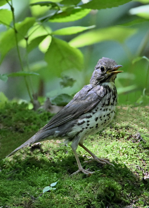 クロツグミ♀幼鳥5350