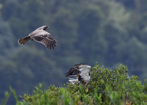 ズグロチュウヒ3323