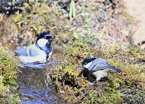 シジュウカラ7464