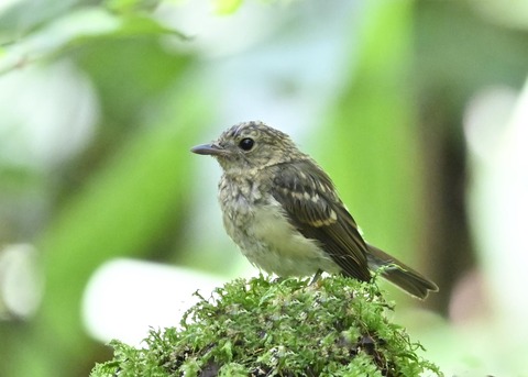 キビタキ幼鳥4923