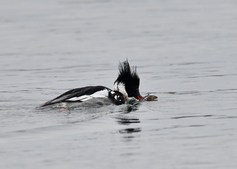 魚捕り・ウミアイサ♂6508
