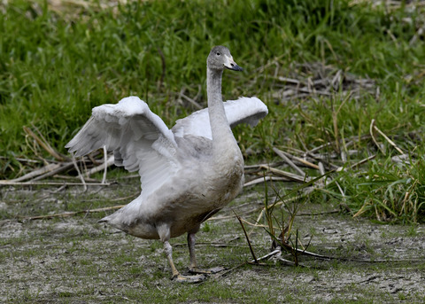 オオハクチョウ3533