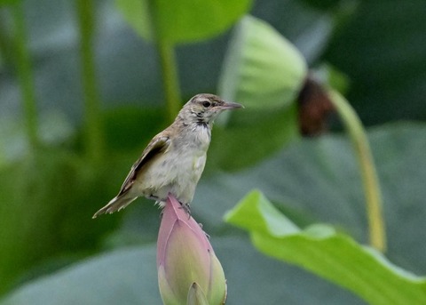 オオヨシキリ1619