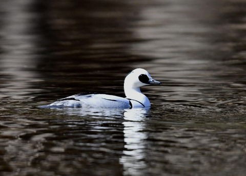 ミコアイサ♂7753