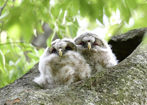フクロウのヒナ①②4463-02
