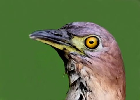 ミゾゴイ♂4001(4493)