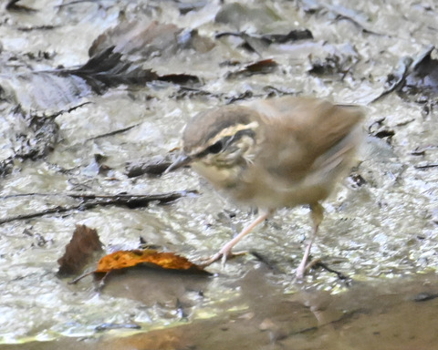 ヤブサメ幼鳥4770