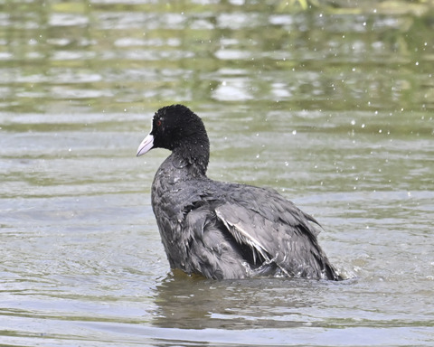 オオバンの水浴び7310