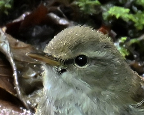 ウグイス5900-1-1