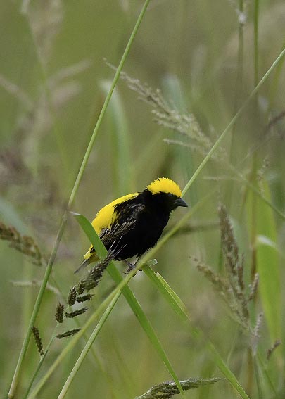 オウゴンチョウ♂2325