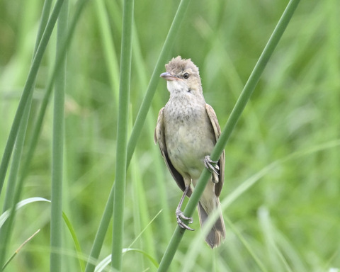 オオヨシキリ6884